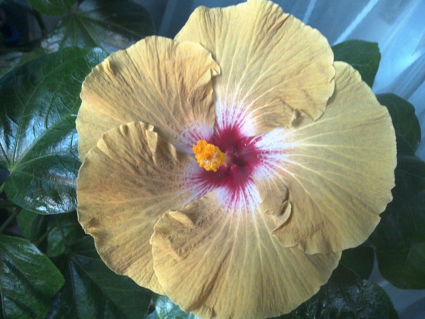 WIN_20170804_184506 - Tahitian Dusky Star