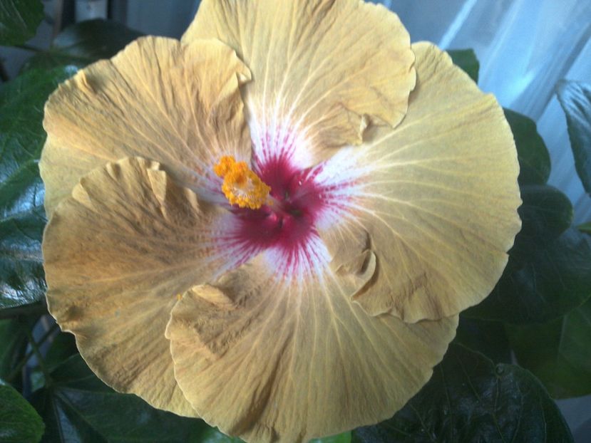 WIN_20170804_184512 - Tahitian Dusky Star