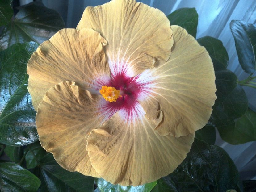 WIN_20170804_184520 - Tahitian Dusky Star