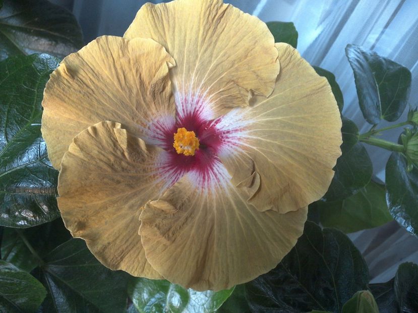 WIN_20170804_184522 - Tahitian Dusky Star