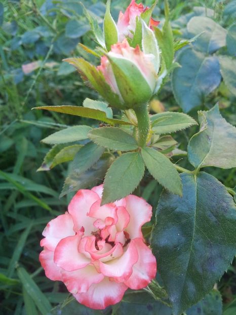  - Dimov TH nr 1 - Blush