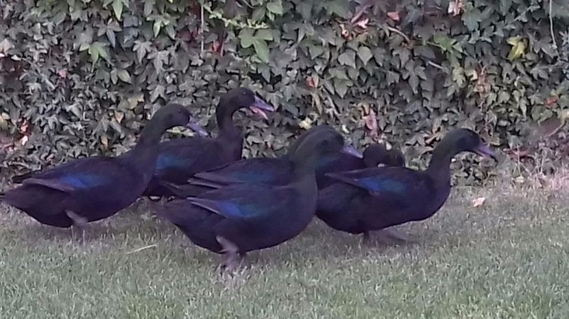 IMG-20170804-WA0026 - rate cayuga 2017