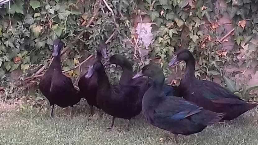 IMG-20170804-WA0031 - rate cayuga 2017