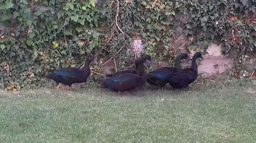 IMG-20170804-WA0029 - rate cayuga 2017