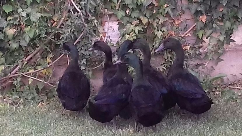 IMG-20170804-WA0032 - rate cayuga 2017