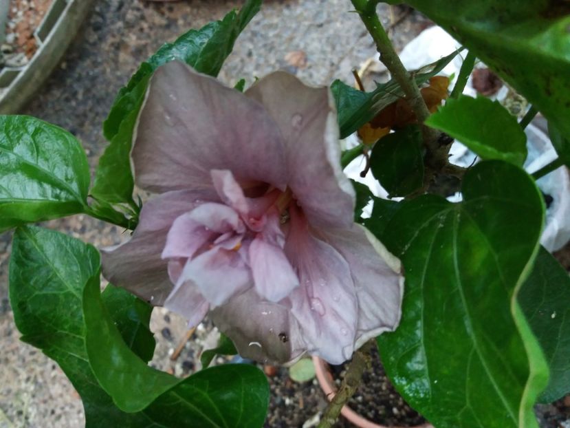 Blue diamons - Hibiscus