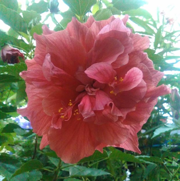  - Hibiscus Classic corai sau somon