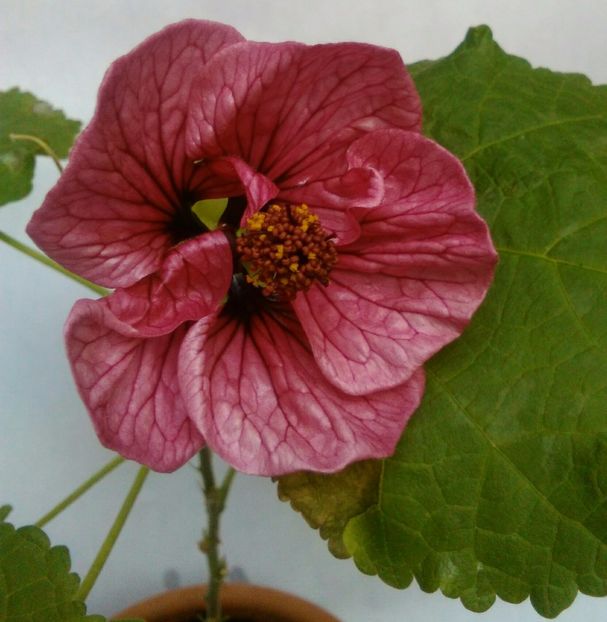  - colecția mea de abutiloni din seminte