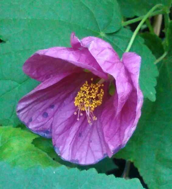  - colecția mea de abutiloni din seminte