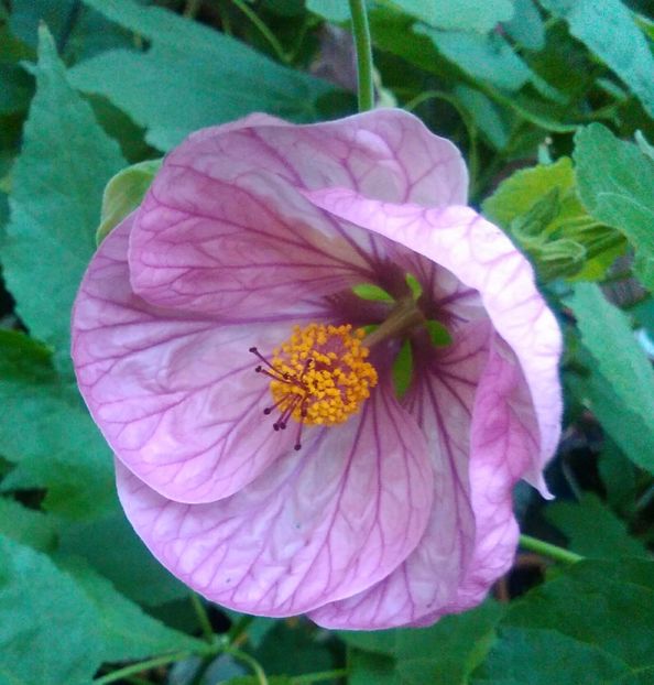  - colecția mea de abutiloni din seminte