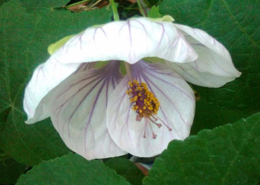 Miss Karlsruhe - colecția mea de abutiloni din seminte