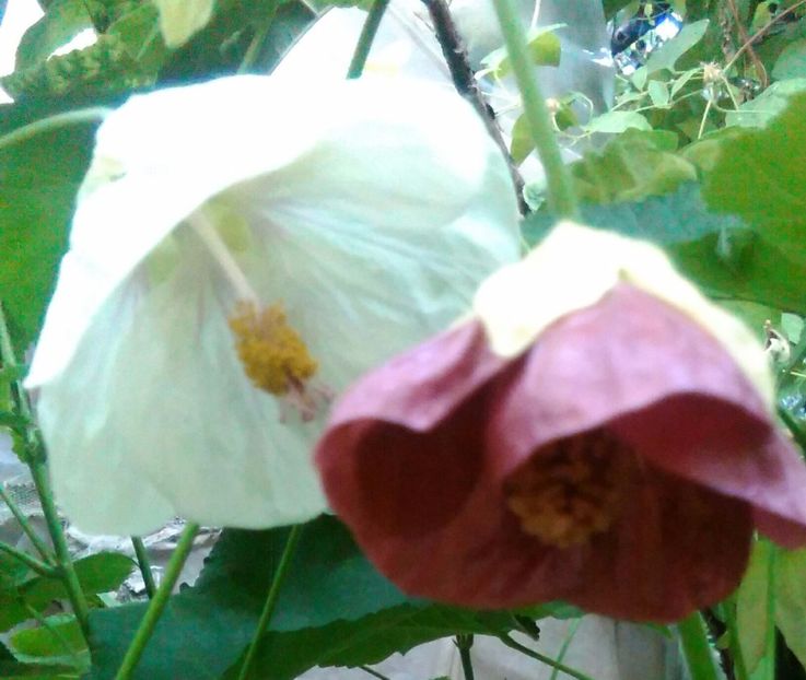  - colecția mea de abutiloni din seminte