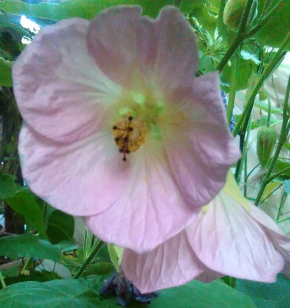  - colecția mea de abutiloni din seminte