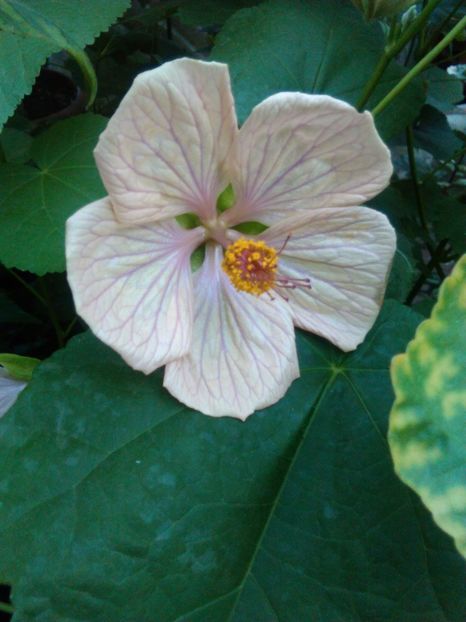  - colecția mea de abutiloni din seminte