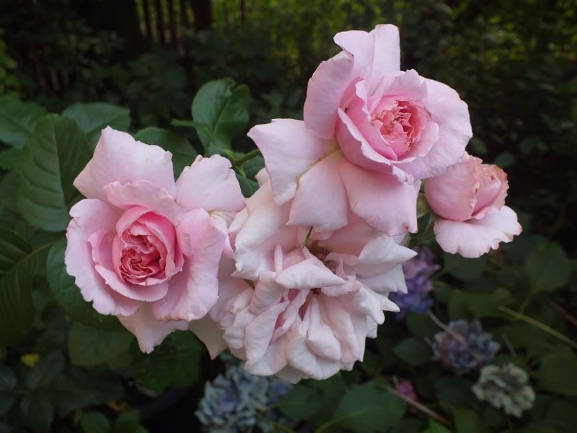  - Abbaye de Valsaintes