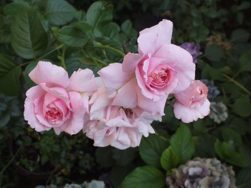  - Abbaye de Valsaintes