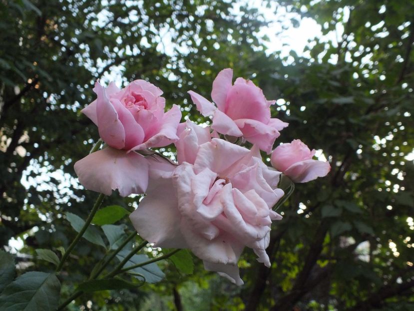  - Abbaye de Valsaintes