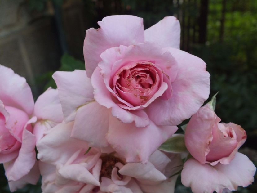 04.08.2017 - Abbaye de Valsaintes