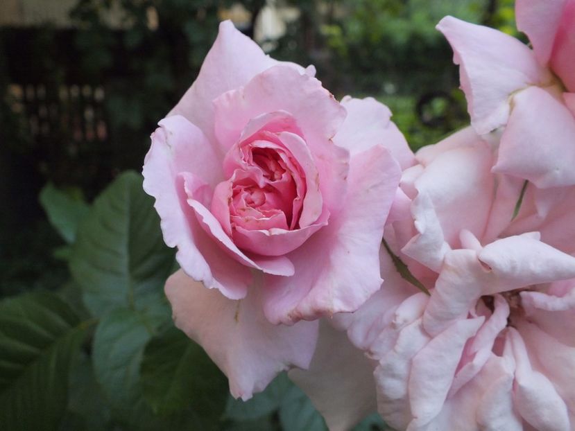  - Abbaye de Valsaintes