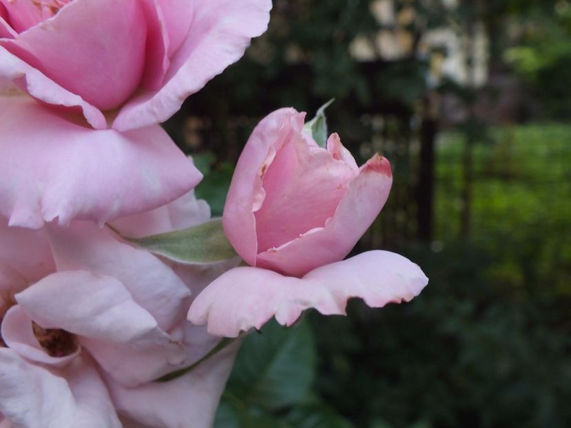  - Abbaye de Valsaintes