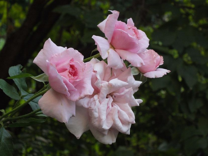  - Abbaye de Valsaintes