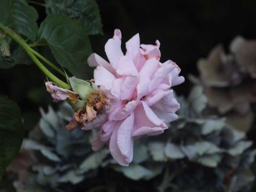 04.08.2017 - Abbaye de Valsaintes