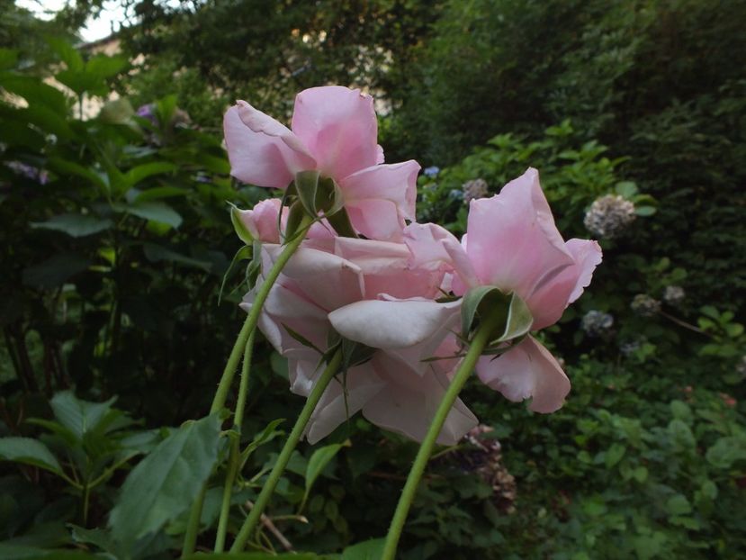  - Abbaye de Valsaintes