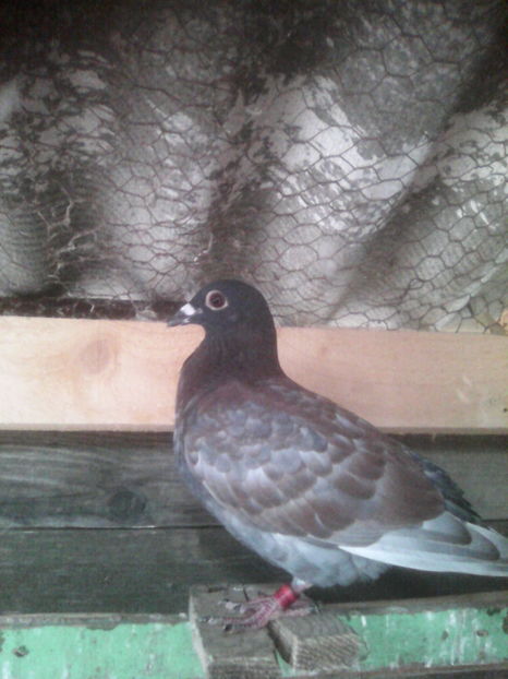 pui 17 din esp - 2014-2018