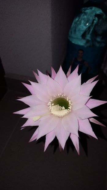  - Echinopsis