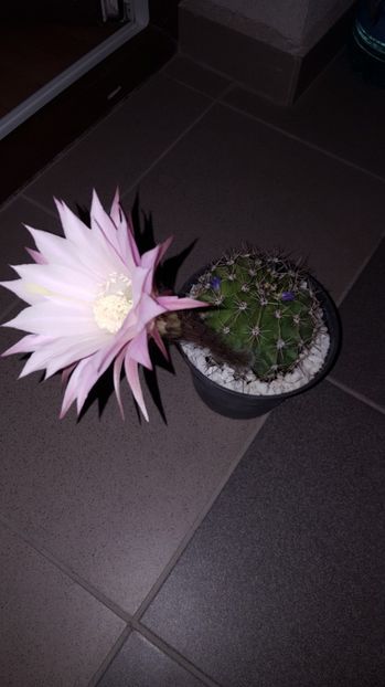  - Echinopsis