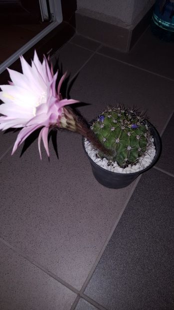  - Echinopsis