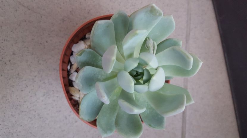  - Echeveria sp-elegans