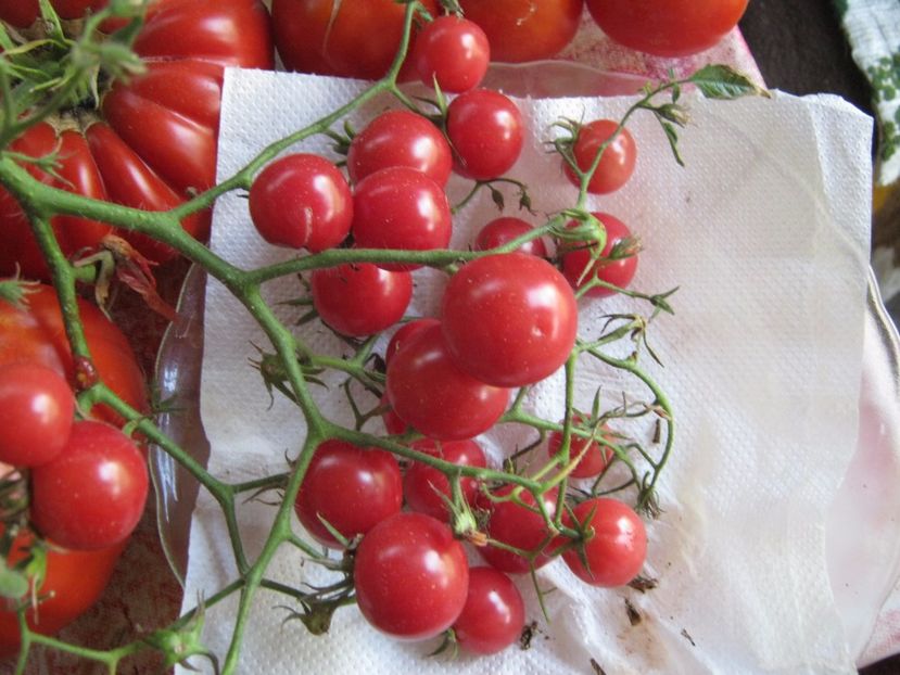  - A-A Gradina de legume -fructe-plante aromatice si medicinale 2017