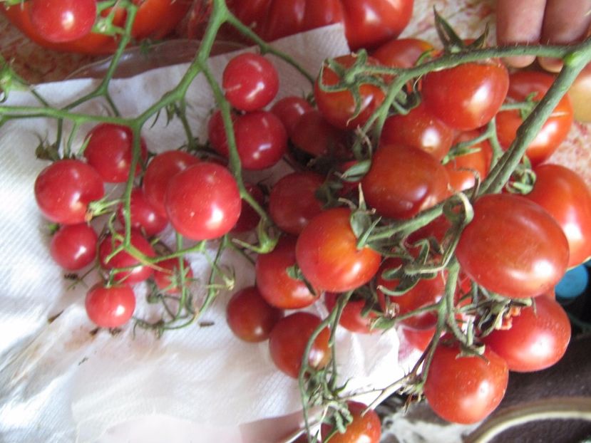  - A-A Gradina de legume -fructe-plante aromatice si medicinale 2017