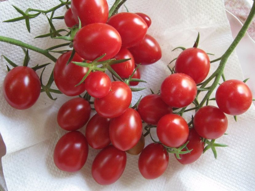  - A-A Gradina de legume -fructe-plante aromatice si medicinale 2017