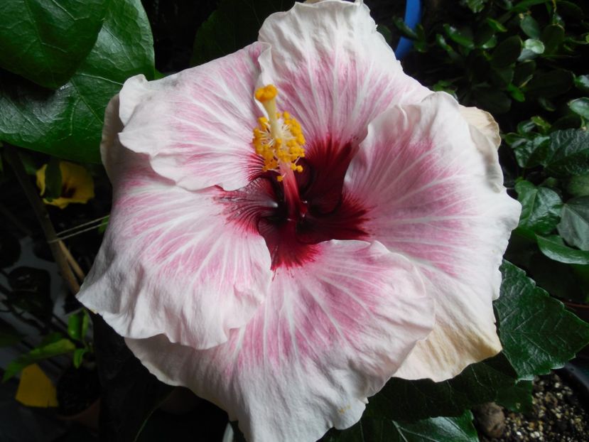 My Way - 0Hibiscus in colectie infloriti