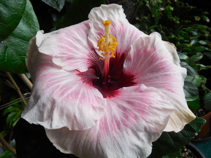  - 0Hibiscus in colectie infloriti