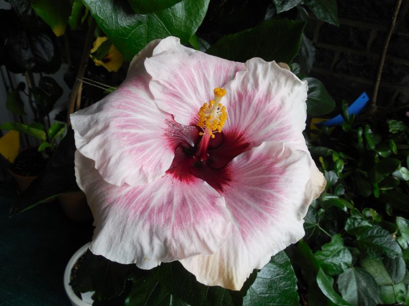 My Way - 0Hibiscus in colectie infloriti