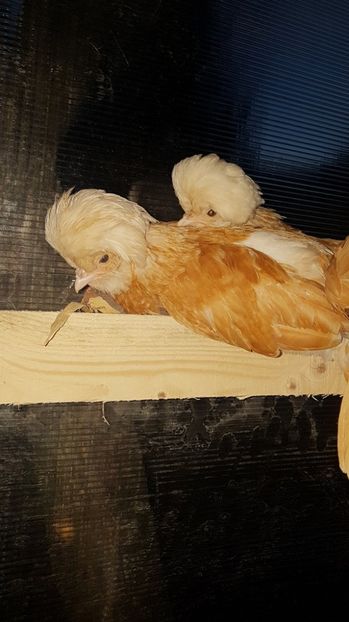 20641492_1921324291439545_1627588657_o - DE VINZARE 2017