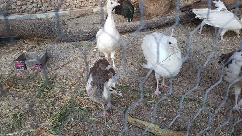 20663284_1921316618106979_557951659_o - PAUNI