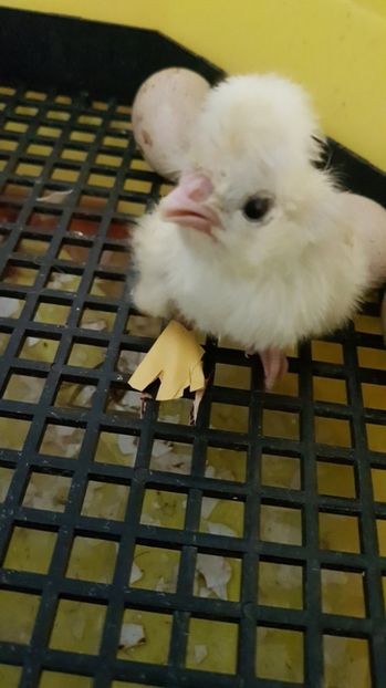 NE CORECTAM LA GHERUTE - MATERNITATE