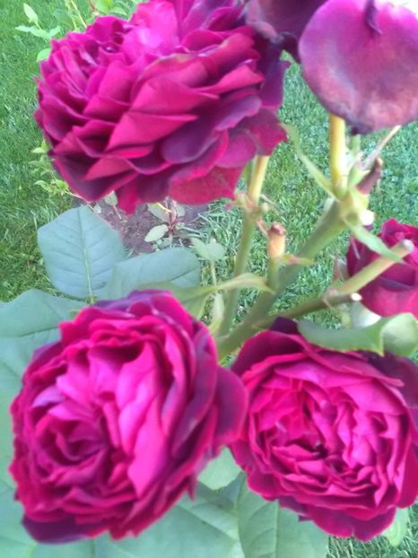  - Asterid grafin von handeberg