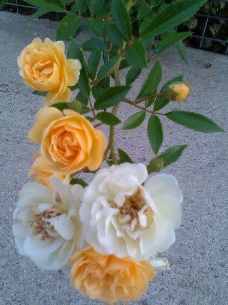  - Ghislaine de Feligonde