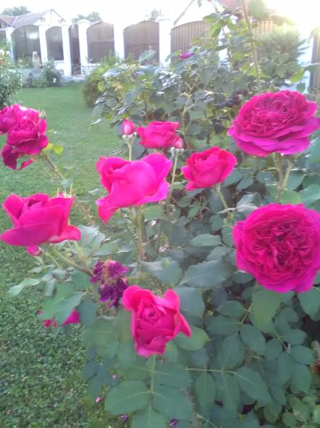  - William Shakespeare