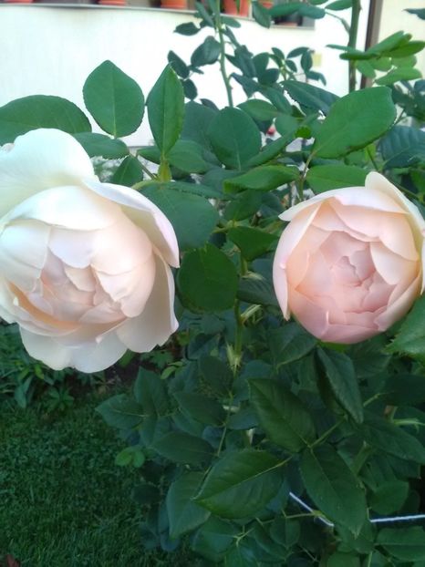  - Wollerton old hall