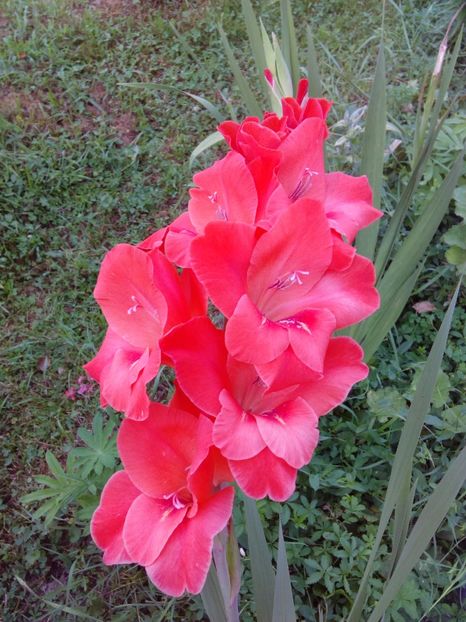  - AAAA_GLADIOLE 2015_2017_2018_2019