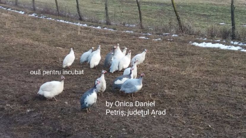 Iarna - Bibilici colorate