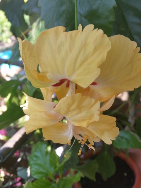 05-08-2017 - capitolio galben