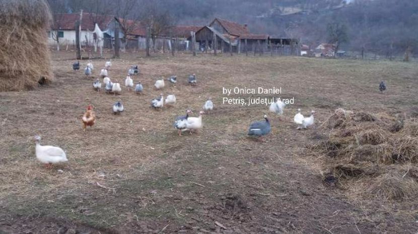 Gălăgie - Bibilici colorate