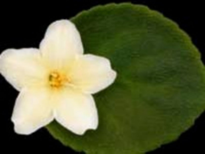 Alchemy Morning Star - Violete Africane iunie 2017